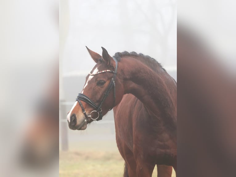 Cavallo da sella tedesco Giumenta 5 Anni 174 cm Baio in Emsdetten