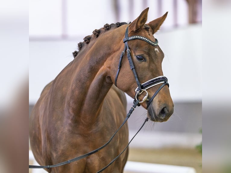 Cavallo da sella tedesco Giumenta 5 Anni Sauro in Münster-Handorf