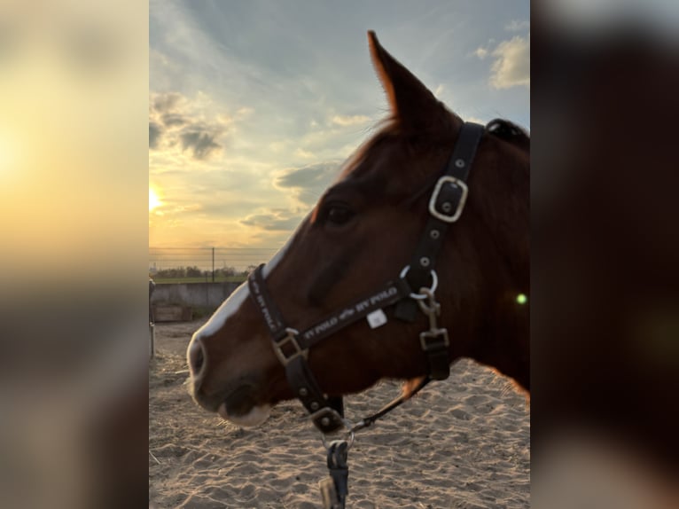 Cavallo da sella tedesco Giumenta 6 Anni 155 cm Sauro in Gerwisch