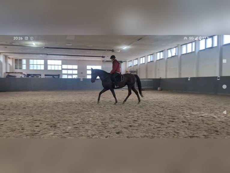 Cavallo da sella tedesco Giumenta 6 Anni 157 cm Sauro in Buchhain