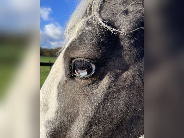 Cavallo da sella tedesco Giumenta 6 Anni 160 cm Pezzato in Sendenhorst