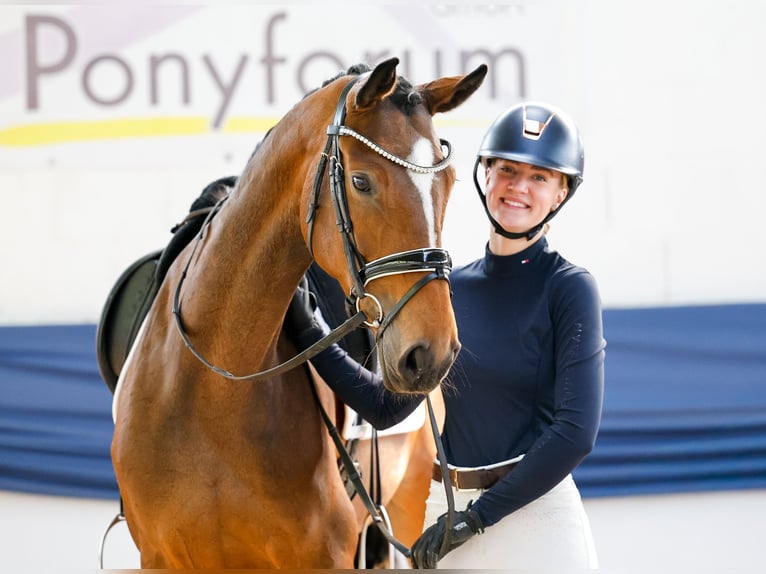 Cavallo da sella tedesco Giumenta 6 Anni 162 cm Baio in Marsberg