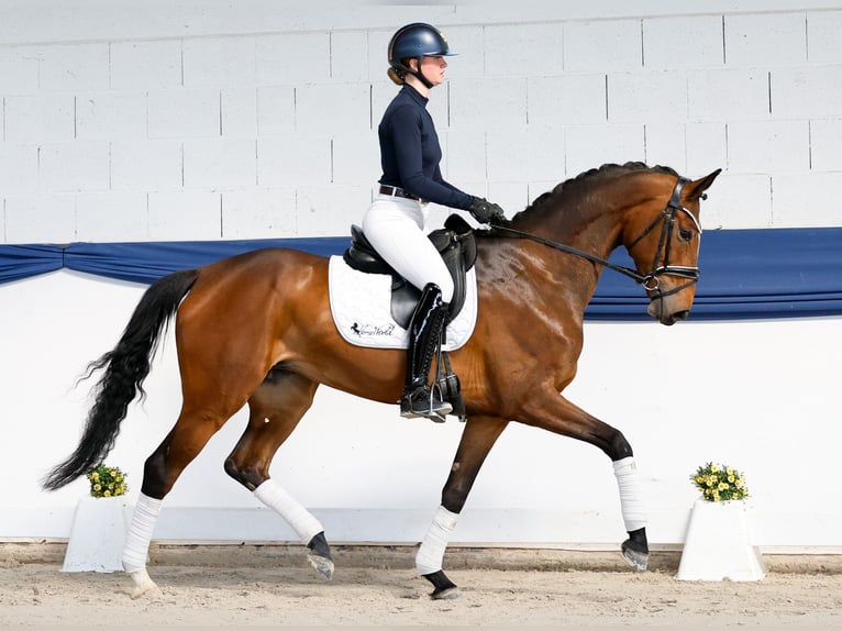 Cavallo da sella tedesco Giumenta 6 Anni 162 cm Baio in Marsberg