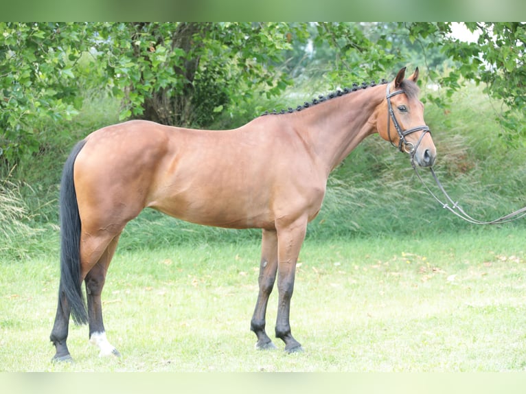 Cavallo da sella tedesco Giumenta 6 Anni 164 cm Baio in Neuenrade
