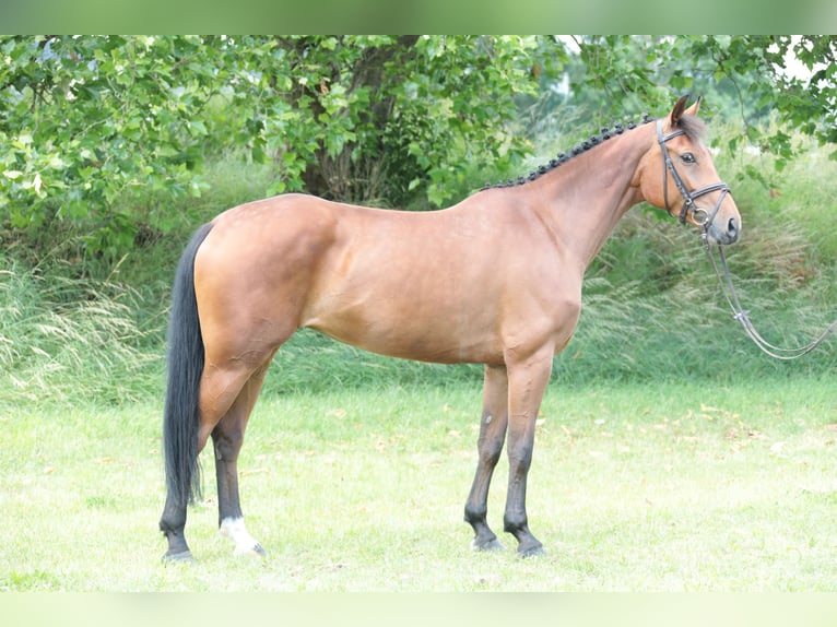 Cavallo da sella tedesco Giumenta 6 Anni 164 cm Baio in Neuenrade
