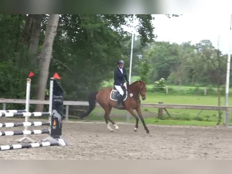 Cavallo da sella tedesco Giumenta 6 Anni 164 cm Baio in S&#xFC;derl&#xFC;gum