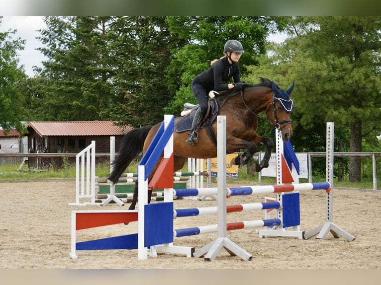 Cavallo da sella tedesco Giumenta 6 Anni 164 cm Baio in Neudrossenfeld