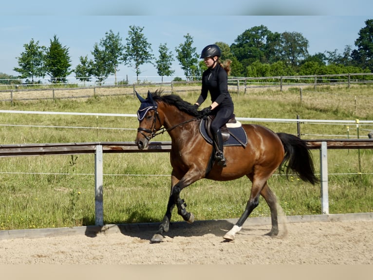 Cavallo da sella tedesco Giumenta 6 Anni 164 cm Baio in Neudrossenfeld