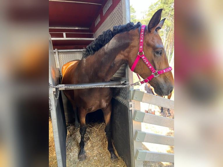 Cavallo da sella tedesco Giumenta 6 Anni 164 cm Baio scuro in Machern