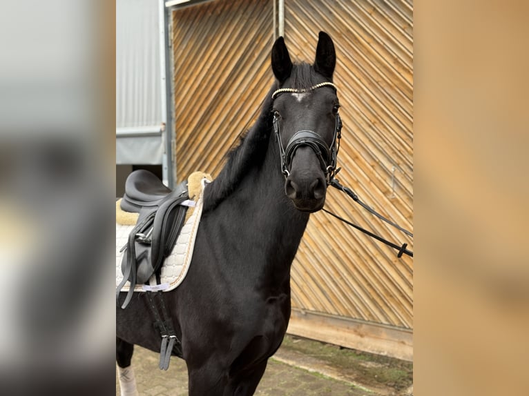 Cavallo da sella tedesco Giumenta 6 Anni 165 cm Morello in Diemelsee