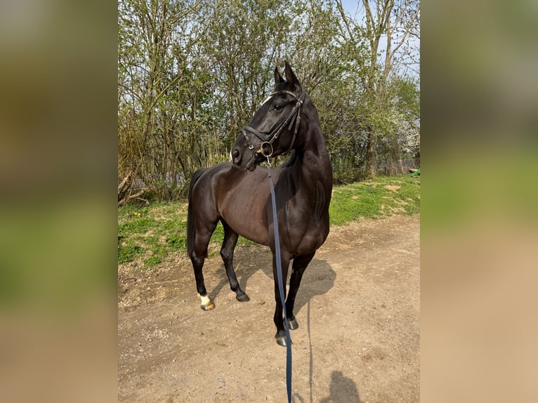 Cavallo da sella tedesco Giumenta 6 Anni 165 cm Morello in Grevenbroich