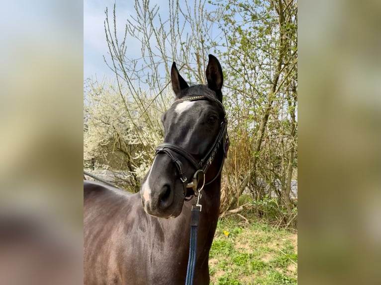 Cavallo da sella tedesco Giumenta 6 Anni 165 cm Morello in Grevenbroich