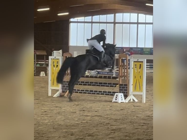 Cavallo da sella tedesco Giumenta 6 Anni 166 cm Baio nero in Fröndenberg