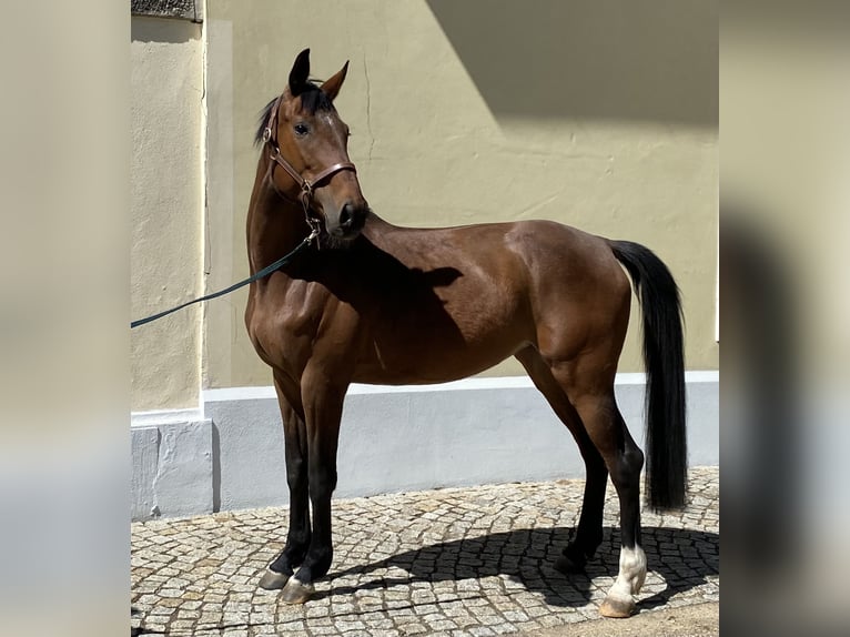 Cavallo da sella tedesco Giumenta 6 Anni 168 cm Baio in Herzberg