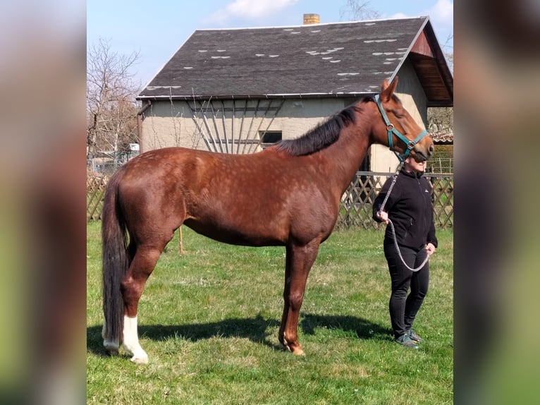 Cavallo da sella tedesco Giumenta 6 Anni 168 cm Sauro scuro in Parthenstein