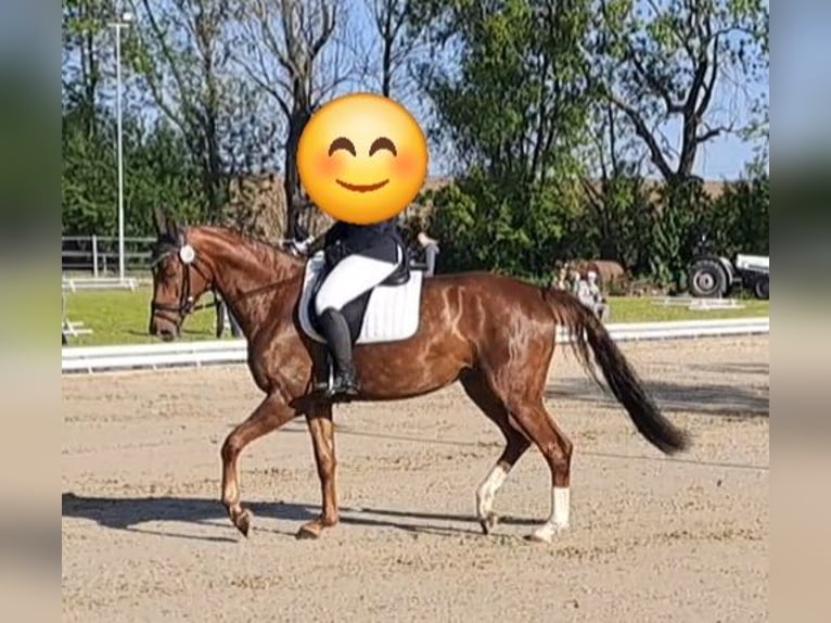 Cavallo da sella tedesco Giumenta 6 Anni 168 cm Sauro scuro in Parthenstein