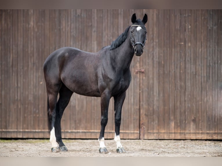 Cavallo da sella tedesco Giumenta 6 Anni 169 cm Baio nero in Eschweiler