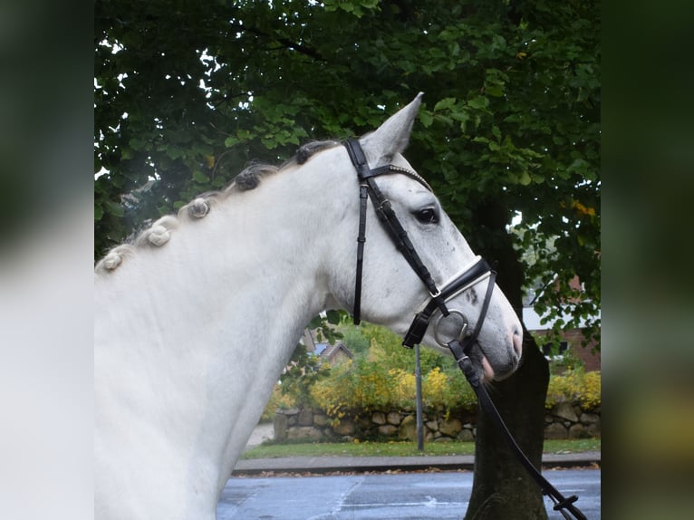 Cavallo da sella tedesco Giumenta 6 Anni 169 cm Grigio in Fredenbeck