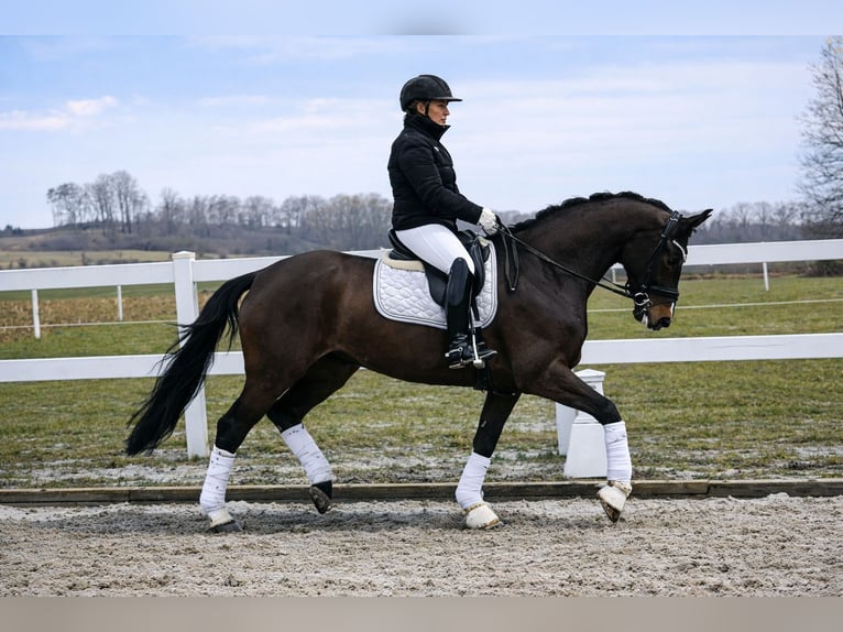 Cavallo da sella tedesco Giumenta 6 Anni 170 cm Baio scuro in Recke, bei Osnabrück