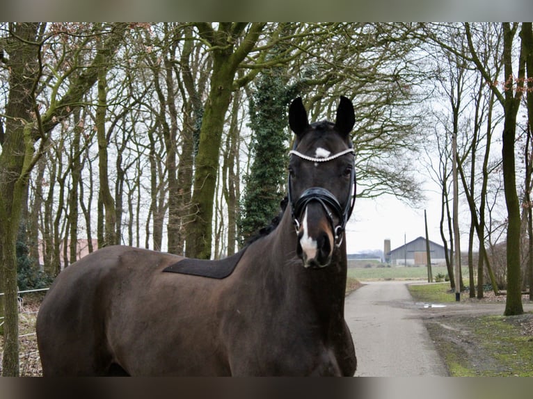 Cavallo da sella tedesco Giumenta 6 Anni 170 cm Baio scuro in Recke, bei Osnabrück