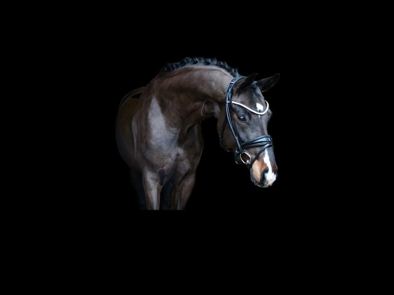 Cavallo da sella tedesco Giumenta 6 Anni 170 cm Baio scuro in Recke, bei Osnabrück