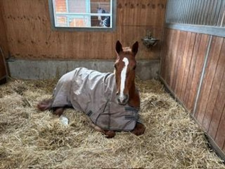 Cavallo da sella tedesco Giumenta 6 Anni 170 cm Sauro in Walldorf