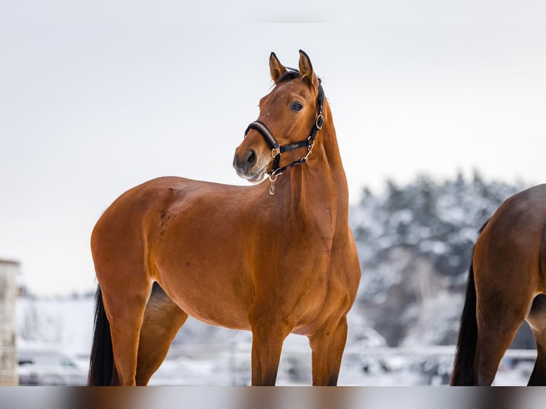 Cavallo da sella tedesco Giumenta 6 Anni 175 cm Baio in Abenberg