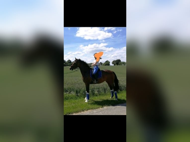 Cavallo da sella tedesco Giumenta 6 Anni 176 cm Baio in Ense