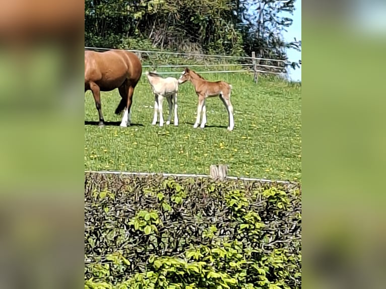 Cavallo da sella tedesco Giumenta 7 Anni 158 cm Sauro in Nümbrecht