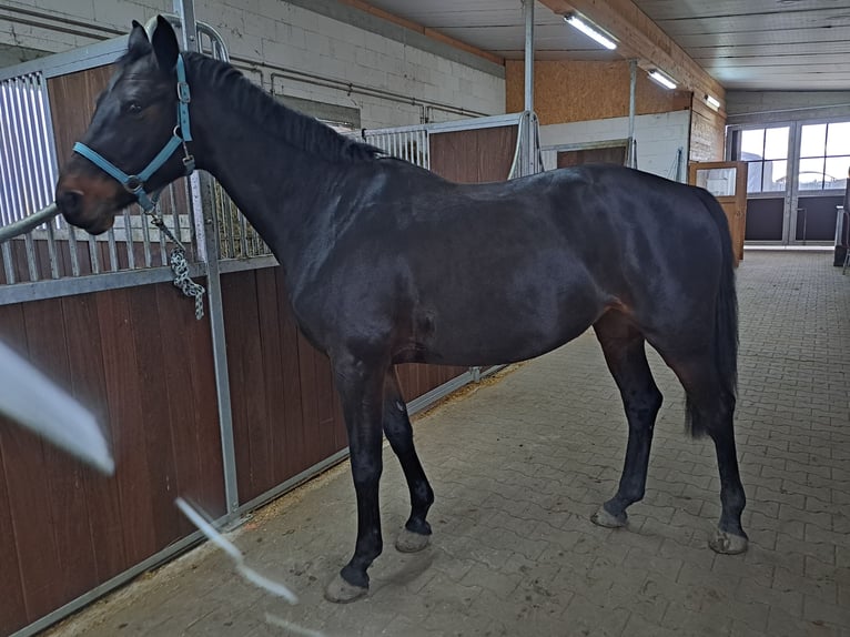 Cavallo da sella tedesco Giumenta 7 Anni 160 cm Baio nero in Viernheim