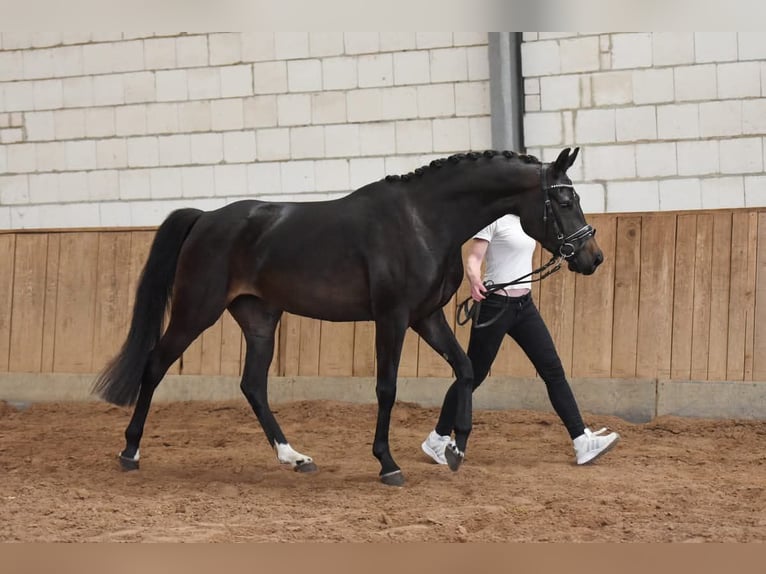 Cavallo da sella tedesco Giumenta 7 Anni 163 cm Baio nero in Markvippach