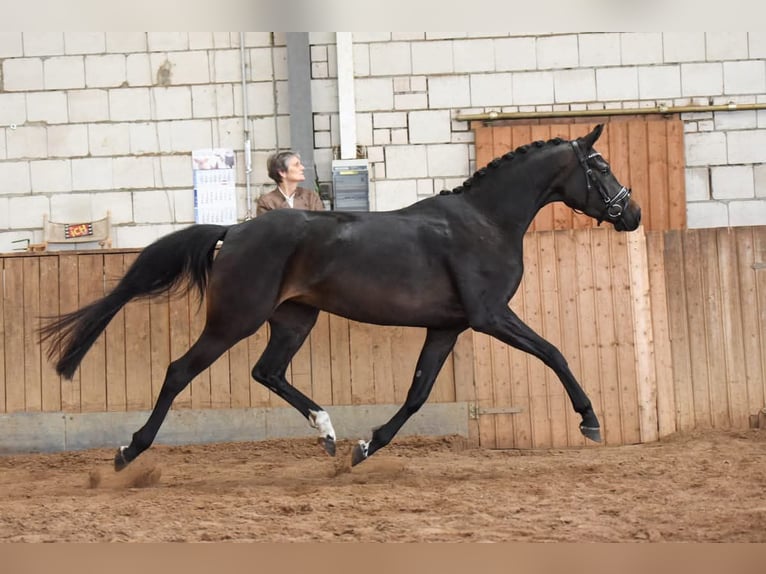 Cavallo da sella tedesco Giumenta 7 Anni 163 cm Baio nero in Markvippach