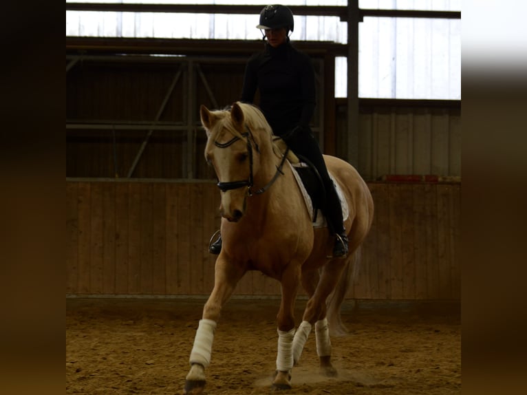 Cavallo da sella tedesco Giumenta 7 Anni 163 cm Palomino in Borken