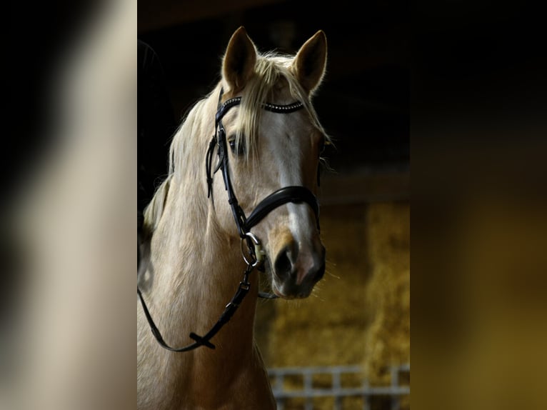 Cavallo da sella tedesco Giumenta 7 Anni 163 cm Palomino in Borken