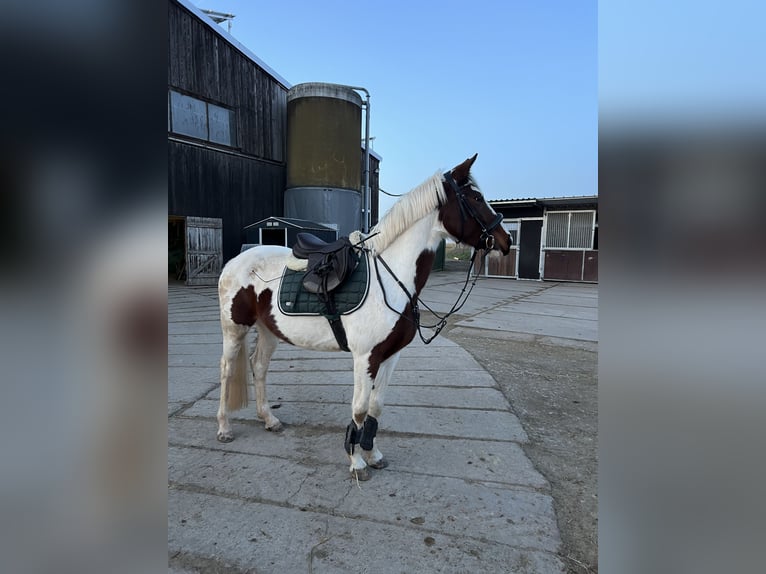 Cavallo da sella tedesco Giumenta 7 Anni 163 cm Pezzato in Creuzburg