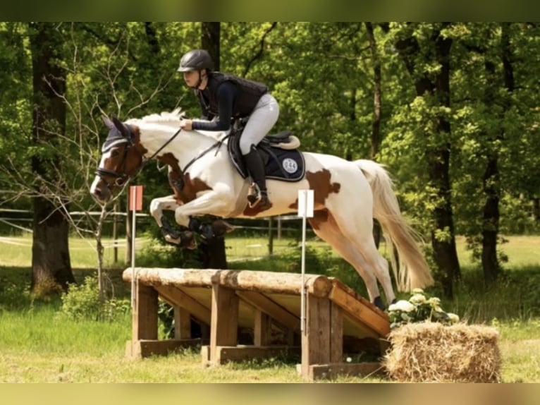 Cavallo da sella tedesco Giumenta 7 Anni 163 cm Pezzato in Creuzburg