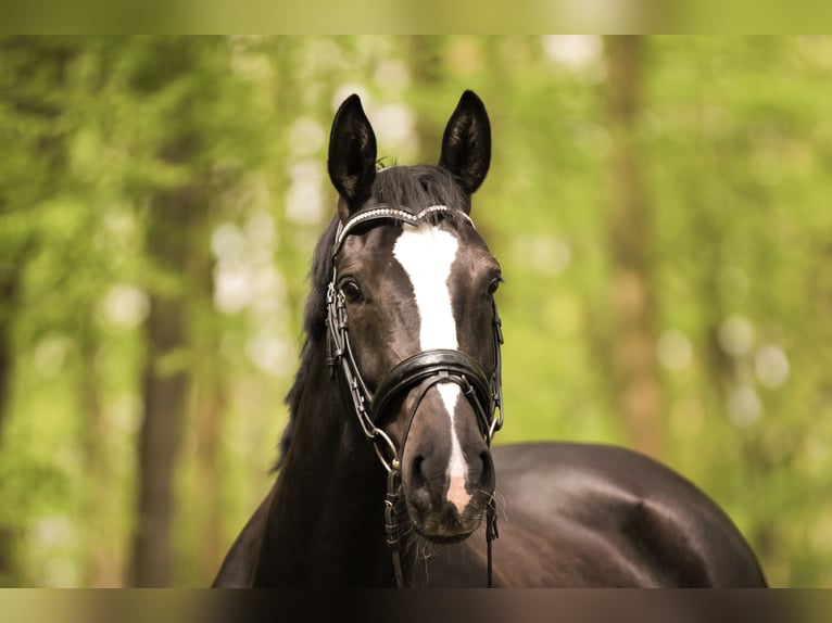 Cavallo da sella tedesco Giumenta 7 Anni 164 cm Morello in Westerkappeln