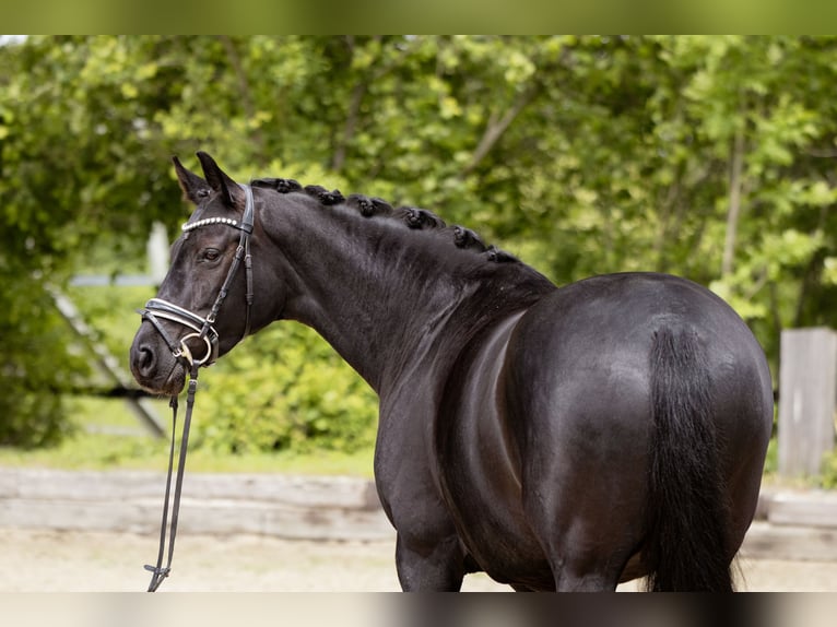 Cavallo da sella tedesco Giumenta 7 Anni 165 cm Morello in Dortmund