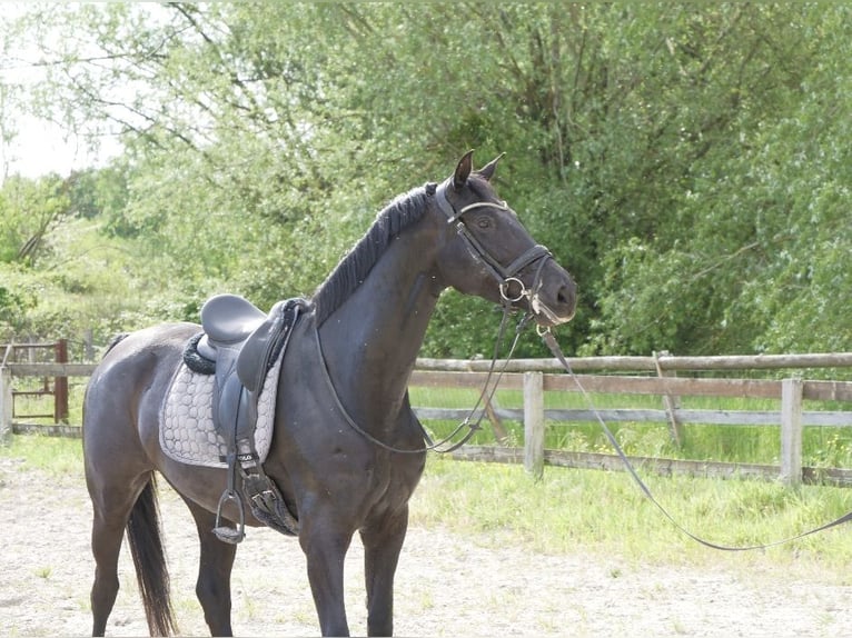 Cavallo da sella tedesco Giumenta 7 Anni 165 cm Morello in Sully-la-Chapelle