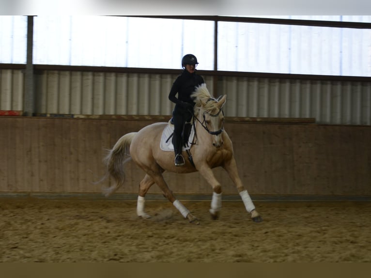 Cavallo da sella tedesco Giumenta 7 Anni 165 cm Palomino in Borken