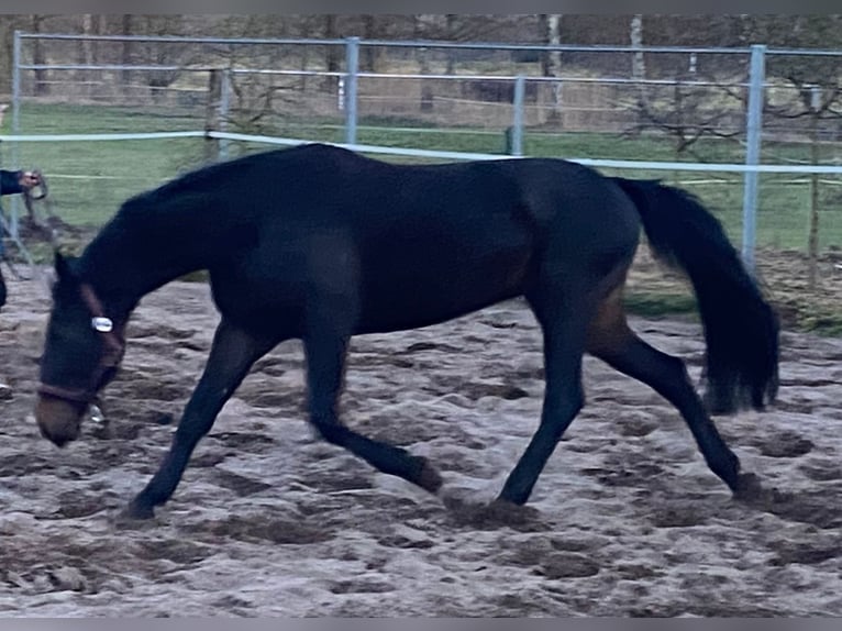 Cavallo da sella tedesco Giumenta 7 Anni 167 cm Baio nero in Storkow