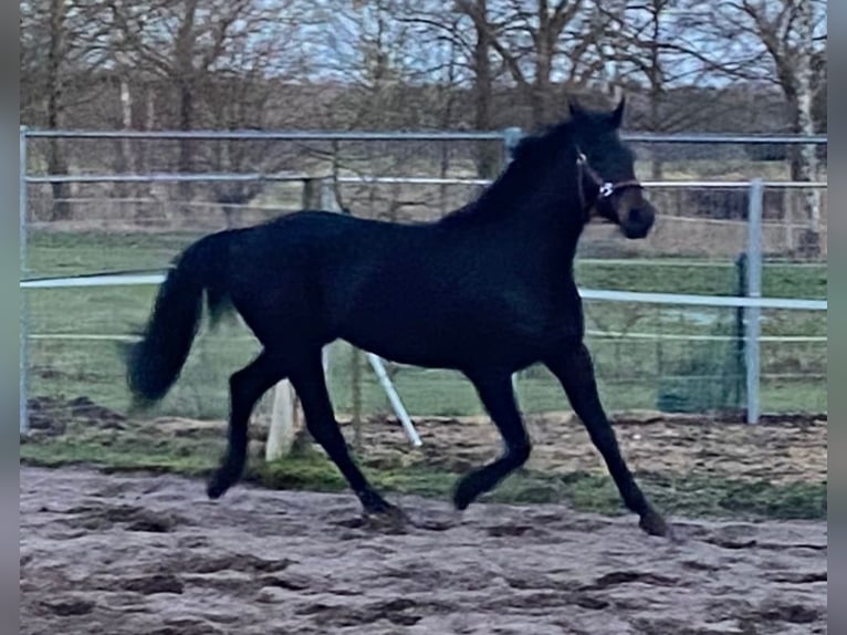 Cavallo da sella tedesco Giumenta 7 Anni 167 cm Baio nero in Storkow