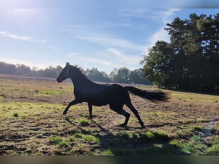 Cavallo da sella tedesco Giumenta 7 Anni 167 cm Baio nero in Storkow