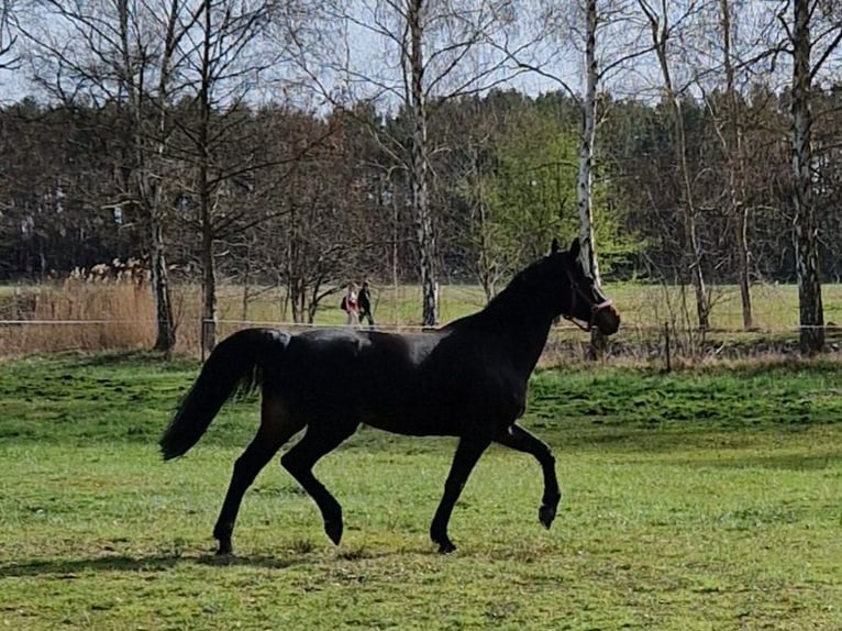 Cavallo da sella tedesco Giumenta 7 Anni 167 cm Baio nero in Storkow