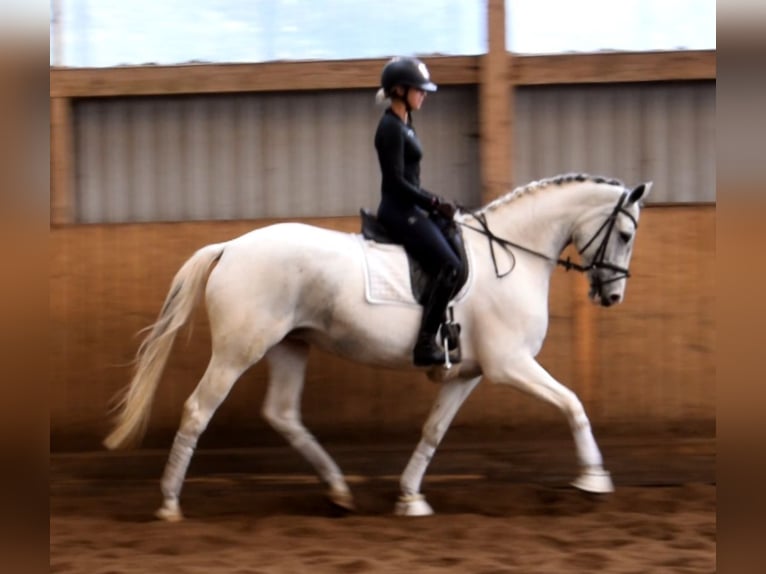 Cavallo da sella tedesco Giumenta 7 Anni 167 cm Pezzato in Fredenbeck