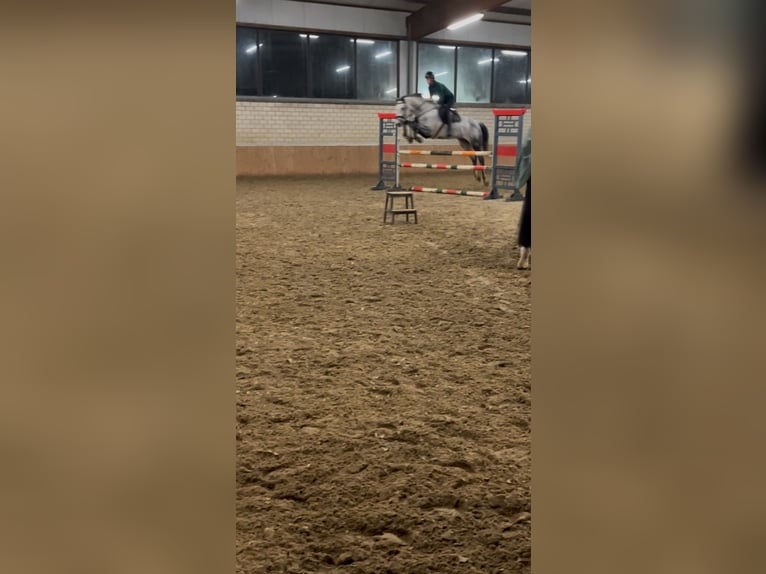 Cavallo da sella tedesco Giumenta 7 Anni 169 cm Grigio ferro in Vreden