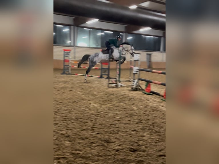 Cavallo da sella tedesco Giumenta 7 Anni 169 cm Grigio ferro in Vreden