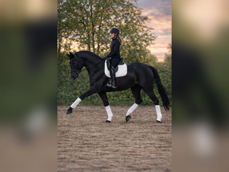 Cavallo da sella tedesco Giumenta 7 Anni 169 cm Morello in Herten