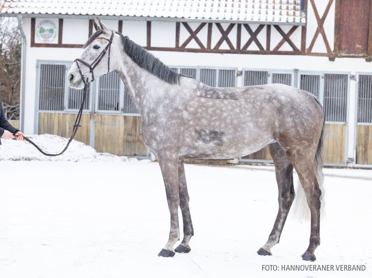 Cavallo da sella tedesco Giumenta 7 Anni 170 cm Grigio in Verden