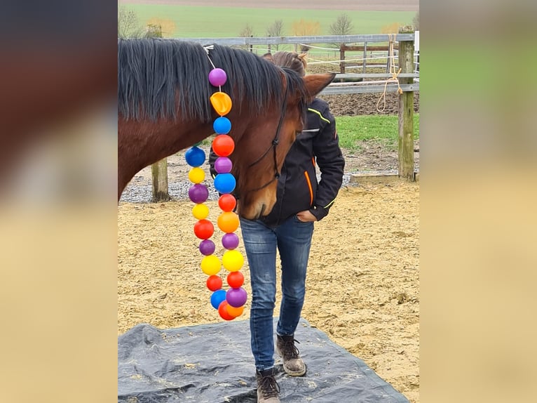 Cavallo da sella tedesco Giumenta 7 Anni 172 cm Baio in Nottuln